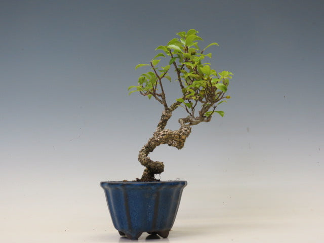 盆栽　つる梅もどき（照葉）