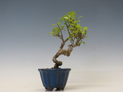 盆栽　つる梅もどき（照葉）