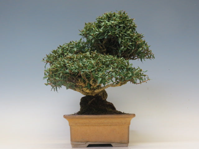 盆栽　縮緬かずら