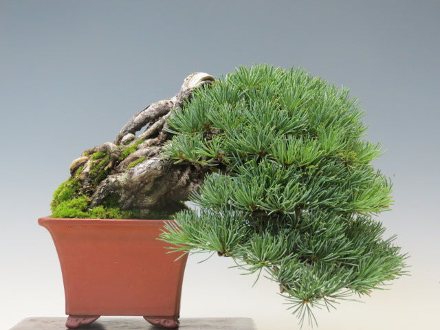 盆栽　五葉松