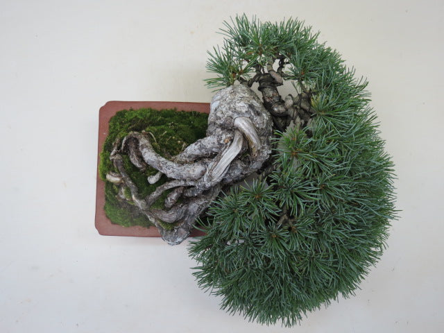 盆栽　五葉松