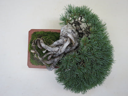 盆栽　五葉松