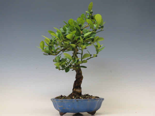 盆栽　きんず