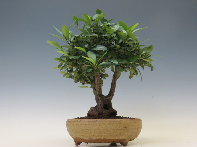 盆栽　きんず