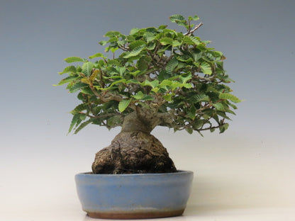盆栽 ぶな