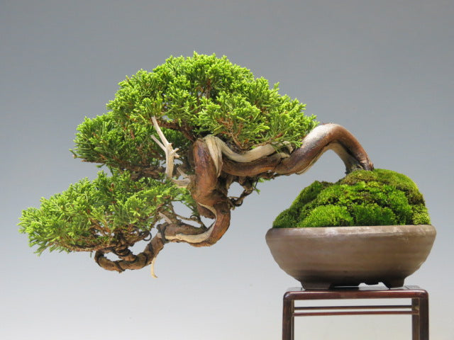 盆栽 真柏（糸魚川）