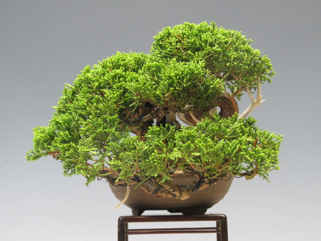 盆栽 真柏（糸魚川）