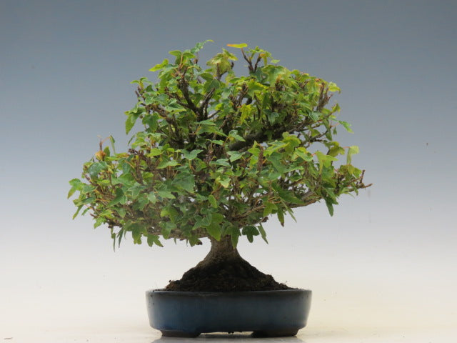盆栽 かえで